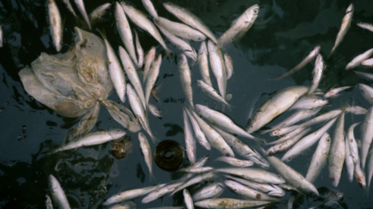 Adıyaman'da iç sularda su ürünleri av yasağı 1 Nisan'da başlıyor