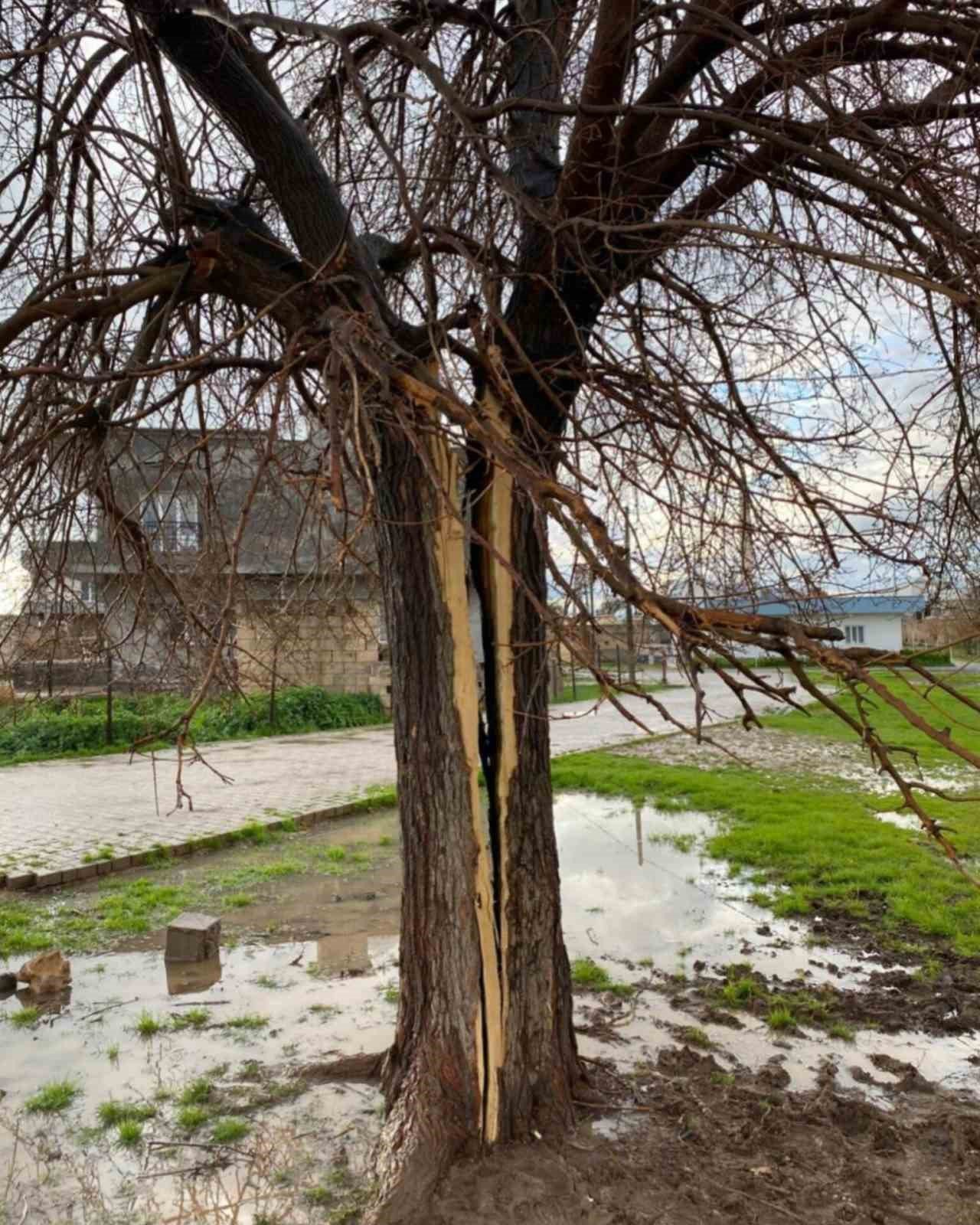 Mardin'de yıldırımın isabet ettiği ağaç ikiye bölündü