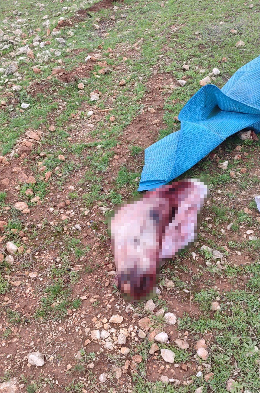 Şanlıurfa'da mide bulandıran görüntüler: Kesilmiş at kafası ve parçaları bulundu