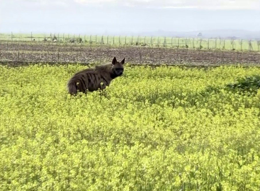 Besni'de çizgili sırtlan sarı çiçekler arasında görüntülendi