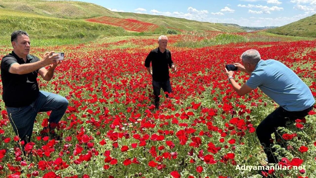 Adıyamanda Gelincik Tarlası