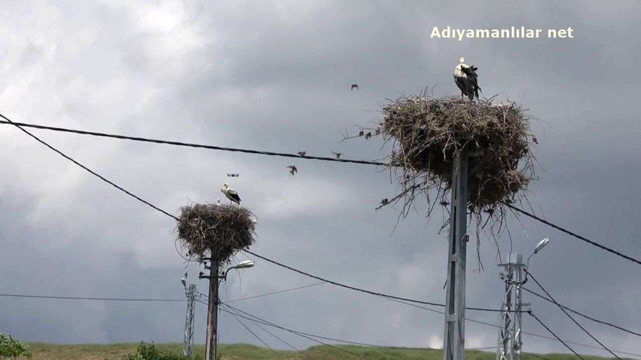 Adıyaman Kızılcapınar Leylekleri-1