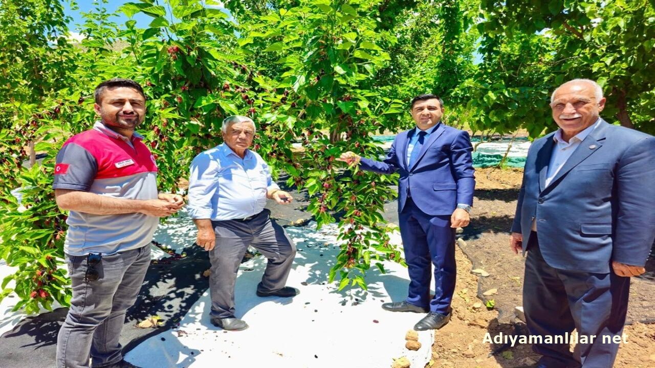 Adıyaman'nın Tut Ilçesinde Hasat Dönemi