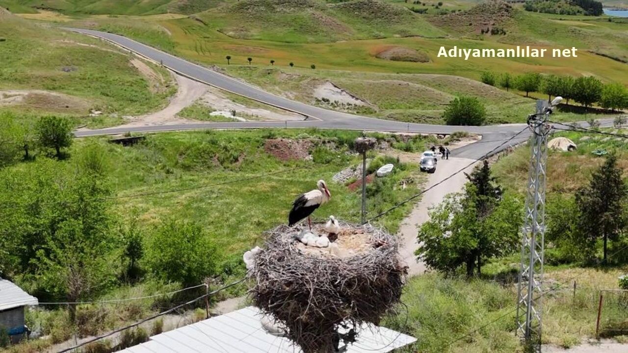 Kızılcapınar Leylekleri