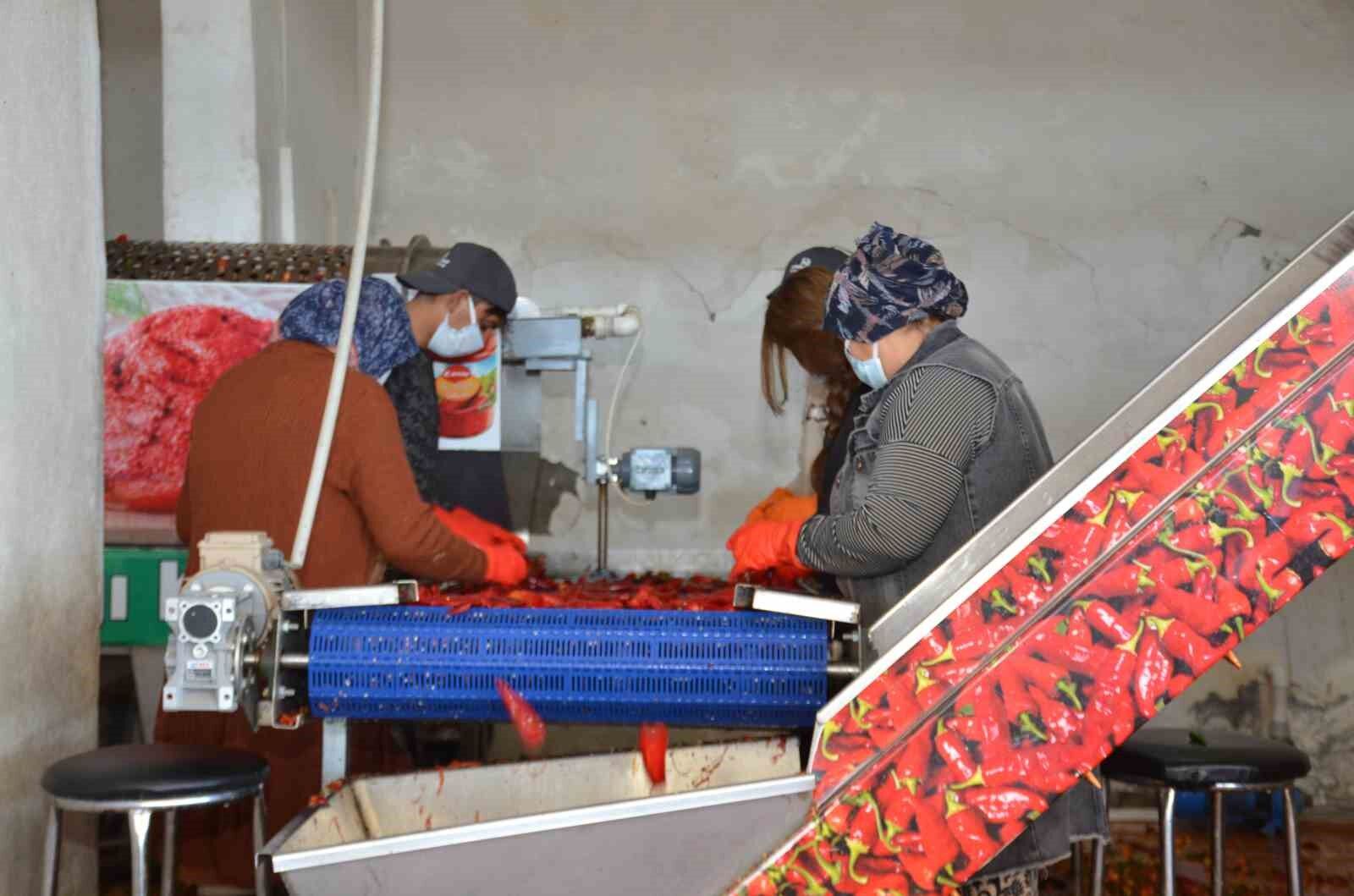 Besni'de salçalık biber sezonu başladı