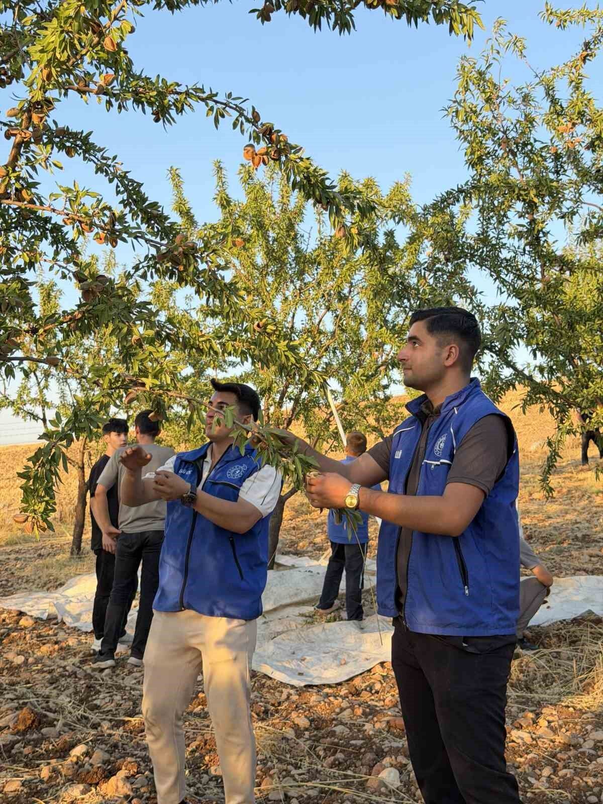 Kahta'da gönüllü gençler badem hasadına katıldı
