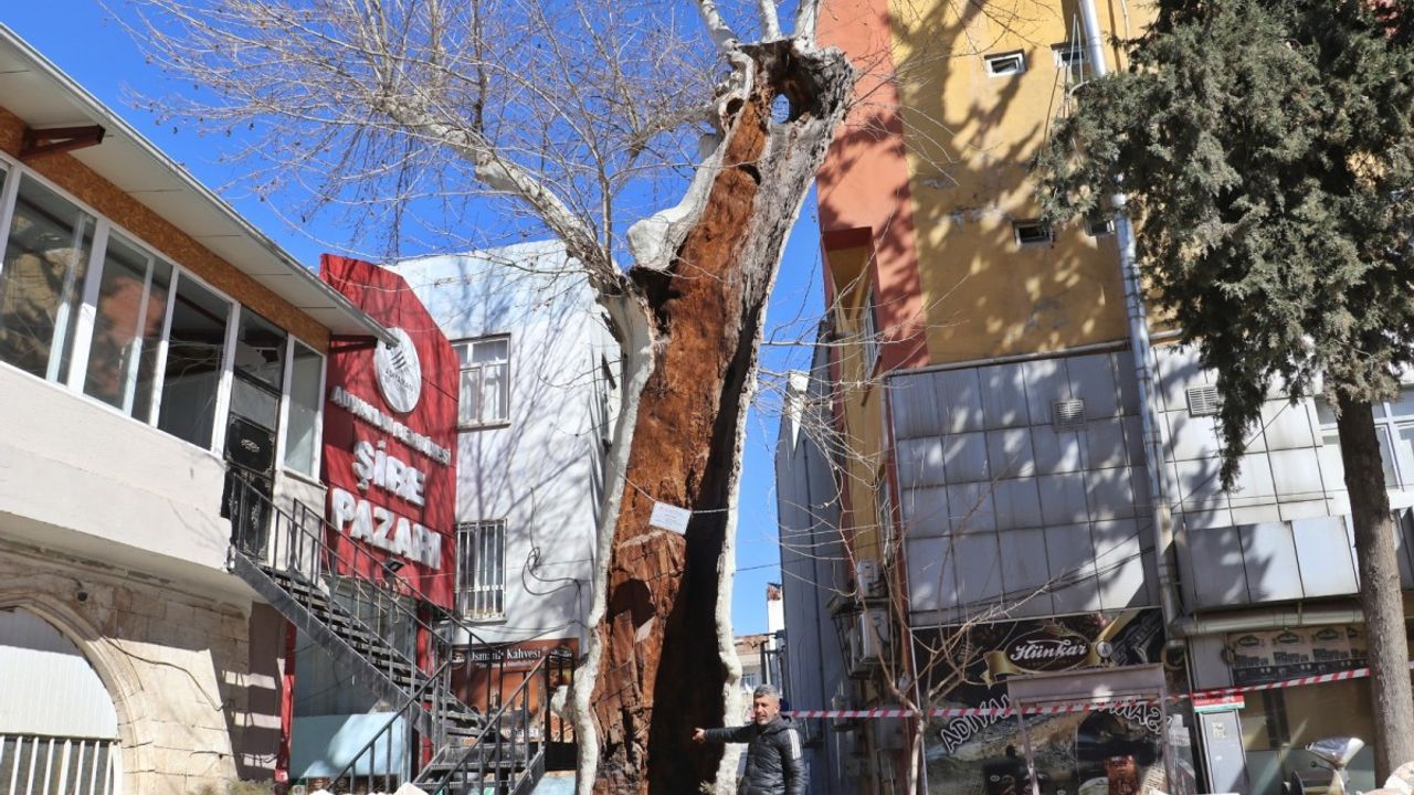 Depremde koruma altındaki 400 yıllık çınar ağacı ayakta kaldı  - Videolu Haber