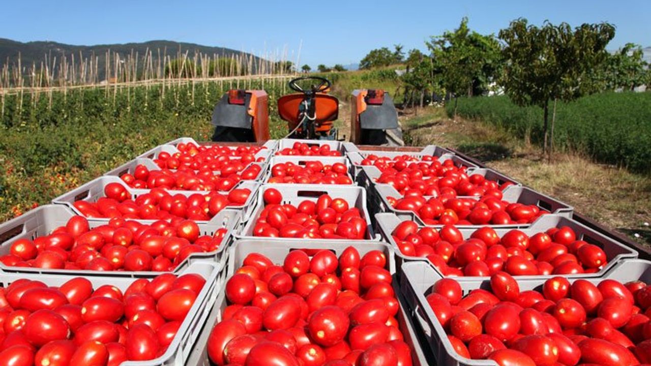 Rusya’ya domates ihracatında kota 500 bin tona çıkarıldı