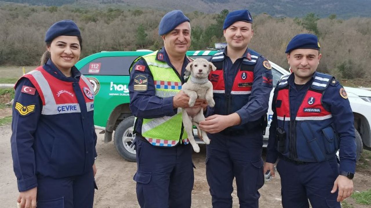 Sokak hayvanlarına Jandarma şefkati