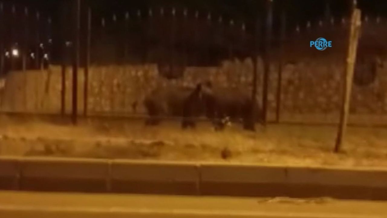 Aç kalan domuzlar şehre indi  - Videolu Haber