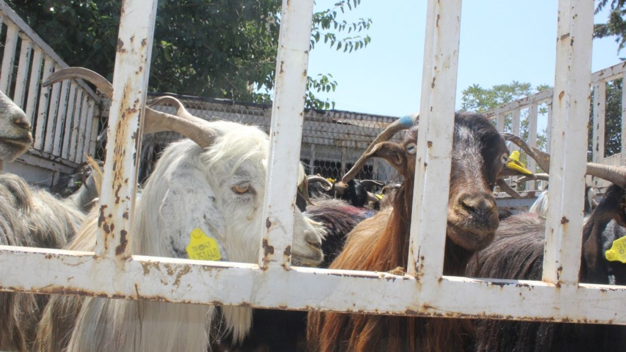 Hayvanları telef olan depremzedelere 124 keçi verildi 