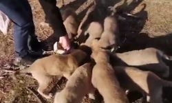 Aç kalan yavru köpekleri vatandaş besledi