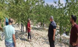 Kahta'da badem hasadı başladı