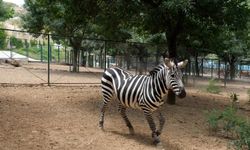 Hayvanat Bahçesi öğrencilere ücretsiz