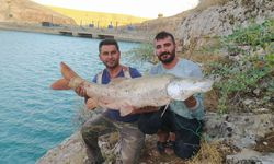 Fırat Nehri'nde balıkçıların oltasına 35 kiloluk Turna balığı takıldı