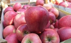 Üretici ile market farkı büyük... En fazla fiyat farkı elmada!