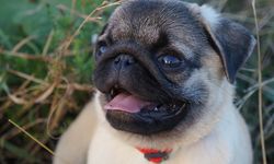 Pug Köpek Cinsi: Özellikleri, Bakımı ve 2023 Fiyatları