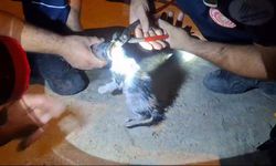 Başı boruya sıkışan yavru kedi kurtarıldı  - Videolu Haber