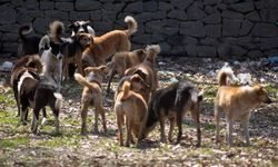 TBMM'de Sokak hayvanlarına yönelik kanun teklifinde 7 madde kabul edildi 