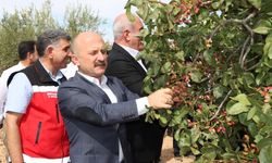 Besni'de fıstık ve badem hasadı düzenlendi