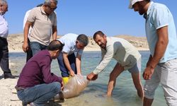 Atatürk Baraj Gölü’ne 'Şabut Balığı' yavrusu bırakıldı  - Videolu Haber