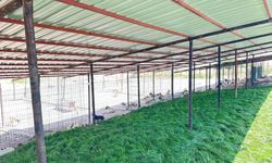 Adıyaman Belediyesi sokak hayvanlarına güvenli yuva sağladı  - Videolu Haber