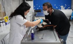 Veteriner İşleri Müdürlüğü hasta, yaralı ve terk edilmiş hayvanlara şefkat eli uzattı  - Videolu Haber