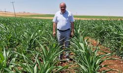 DEVA Parti’li Mehmet Anaç: ‘500 bin ton sıfır vergili mısır ithalatı tarımı iflasa sürükler’ 