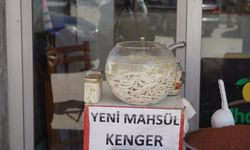 Doğal şifa kaynağı: Kenger sakızı yoğun ilgi görüyor  - Videolu Haber