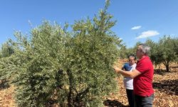 Adıyaman’da, zeytin ve zeytinyağı rekolte tespit çalışması başladı  