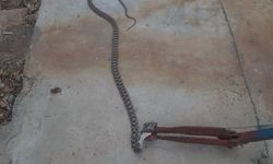 Besni’de, evin ambar bölümüne giren yılan doğaya salındı