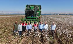 Adıyaman'da pamuk hasadı başladı: 23 bin 500 ton rekolte bekleniyor - Videolu Haber