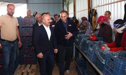 Vali Osman Varol, nar hasadının ardından soğuk hava deposunu inceledi