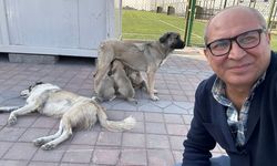 Adıyaman Nemrut Rotary Kulübü, 'sokaktaki canlara' umut oldu