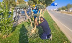 Refüj ve Kavşaklarda Kış Budaması: Şekil Düzenleme ve Korkuluk Yenileme Çalışmaları Sürüyor