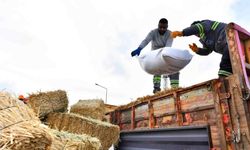 ABB'den manda yetiştiricilerine ücretsiz kaba yem ve arpa desteği