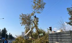 Adıyaman'da Ağaçlarda Yüksek Budama Çalışmaları Sürüyor