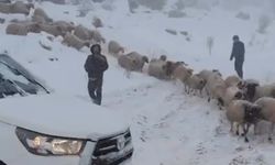 Adıyaman'da karda mahsur kalan 800 küçükbaş hayvan kurtarıldı - Videolu Haber