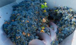 Adıyaman'da üzüm sıkma makinesi dağıtımı için başvurular başladı