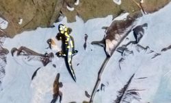 Kahramanmaraş'ta havuzda anadolu semenderi görüldü