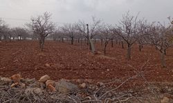 Şanlıurfa Örcünlü Mahallesi'nde elektrik kesintisi ve su sorunu