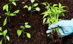 Tarım ve Orman Bakanlığı 1,1 Milyar TL'lik tarımsal destek ödemesini başlattı