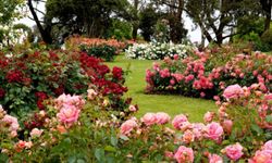 Yılbaşı hareketliliği çiçek sektörünü canlandırdı: 35 ülkeye 12 milyon dolarlık ihracat