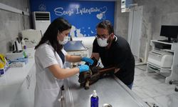 Adıyaman Belediyesi 2025'te Patibulansla sahadaydı: Binlerce hayvan şifa buldu