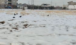 Adıyaman'da kar sonrası kargaların yiyecek arayışı kameralara yansıdı - Videolu Haber