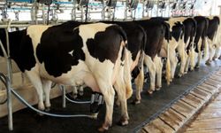 Adıyaman'da Süt Sağım Hijyeni Projesi için başvurular devam ediyor