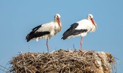 Adıyaman'da baharın ilk leylekleri Kızılcapınar'da görüntülendi