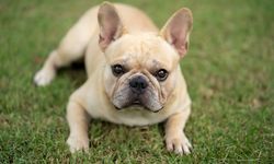 French Bulldog Fiyatları 2026