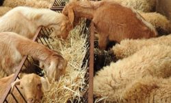 'Kırsalda Bereket Küçükbaşa Destek Projesi' başlıyor