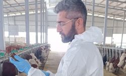 Adıyaman’da şap aşılaması il genelinde sürüyor